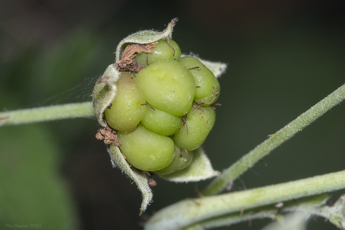 Изображение особи Rubus caesius.