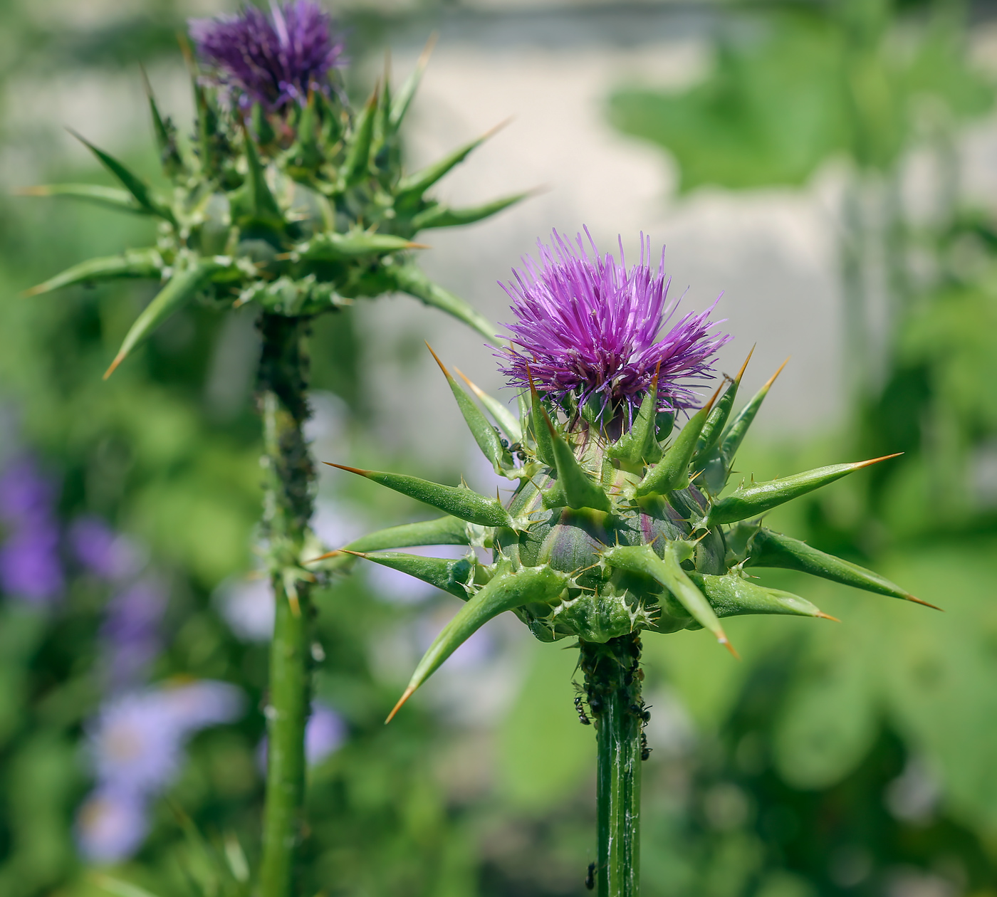 Image of Silybum marianum specimen.