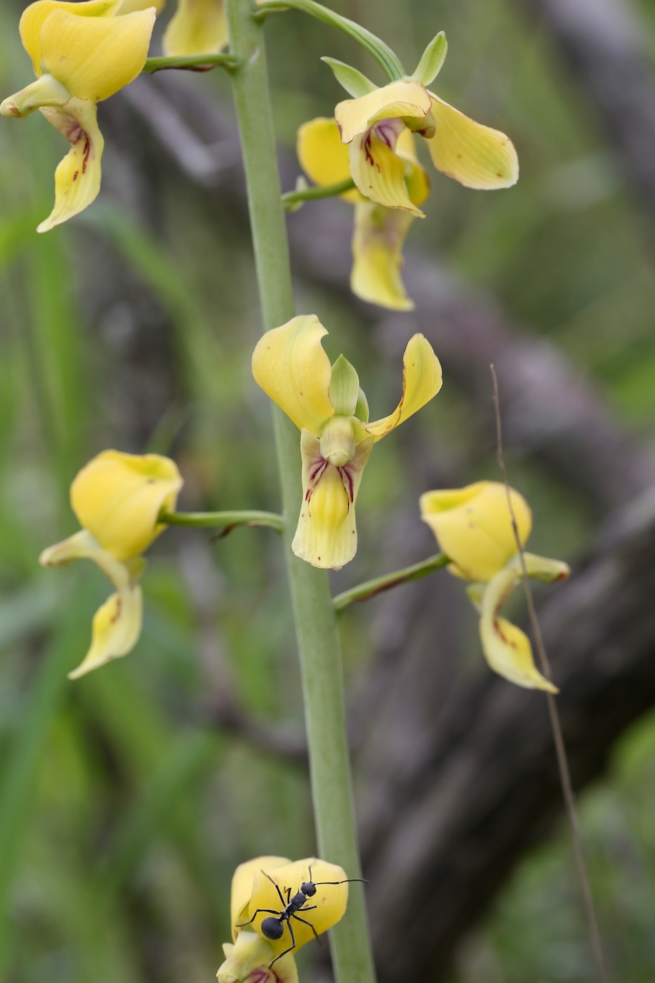 Image of Eulophia speciosa specimen.