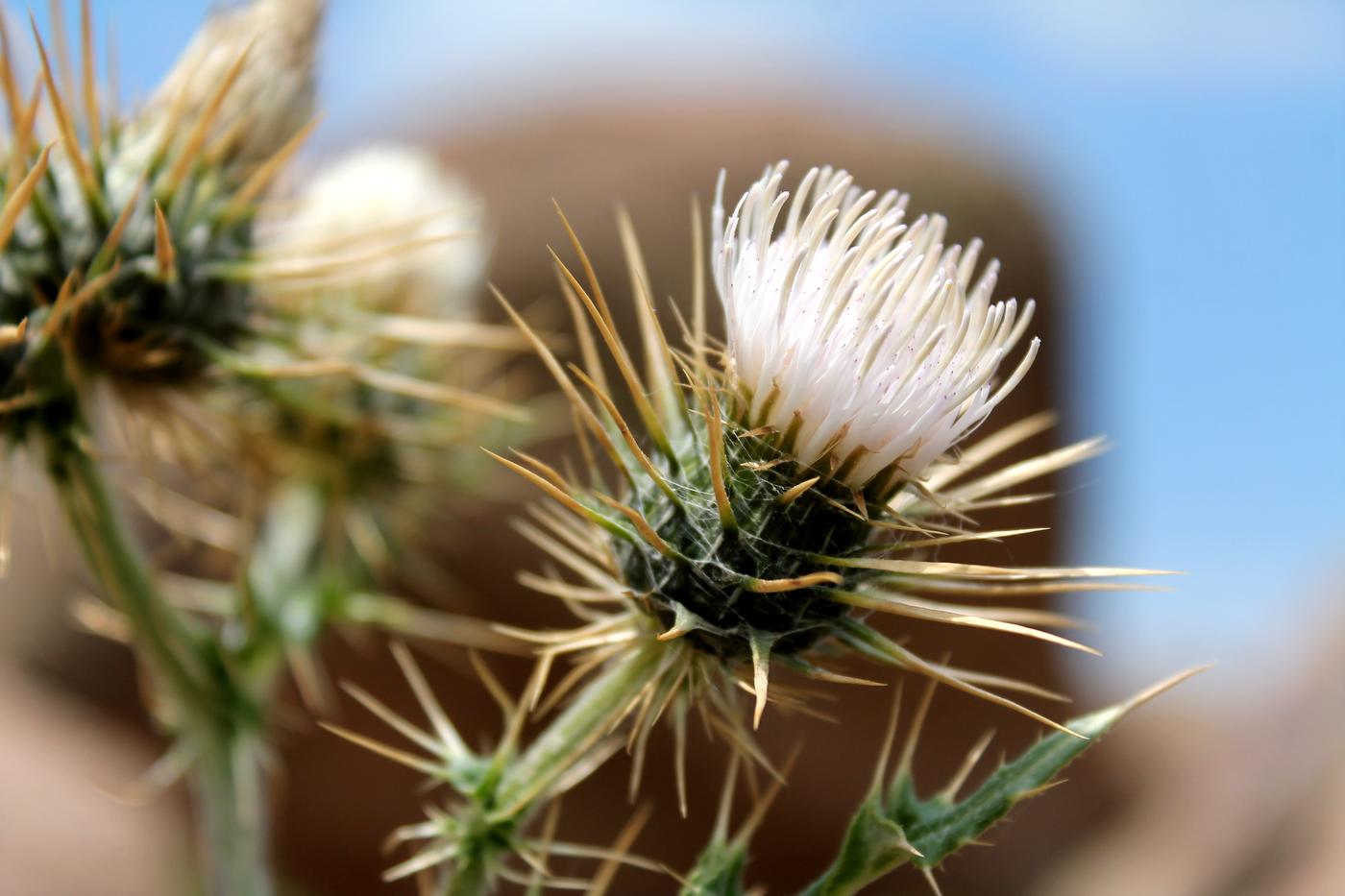 Изображение особи Cirsium sairamense.