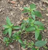 Acalypha australis