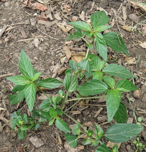 Image of Acalypha australis specimen.