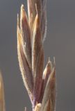 Elymus turuchanensis