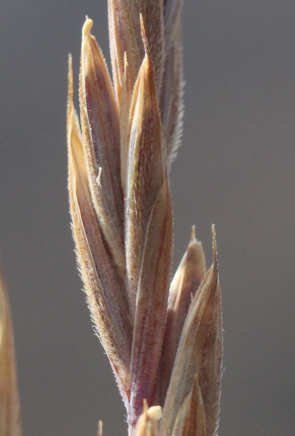 Изображение особи Elymus turuchanensis.