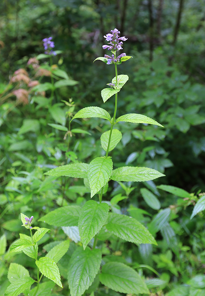 Изображение особи Nepeta manchuriensis.