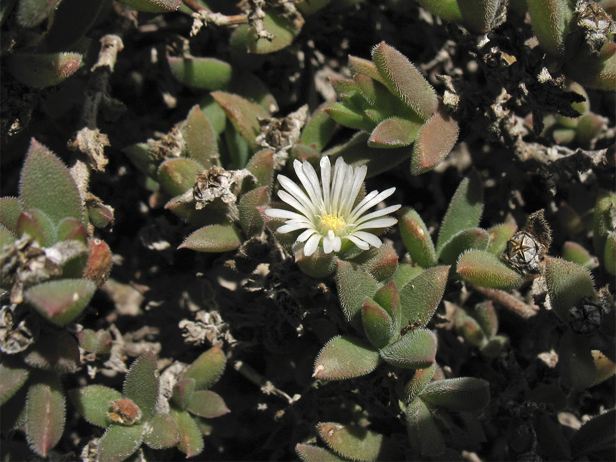 Изображение особи семейство Aizoaceae.