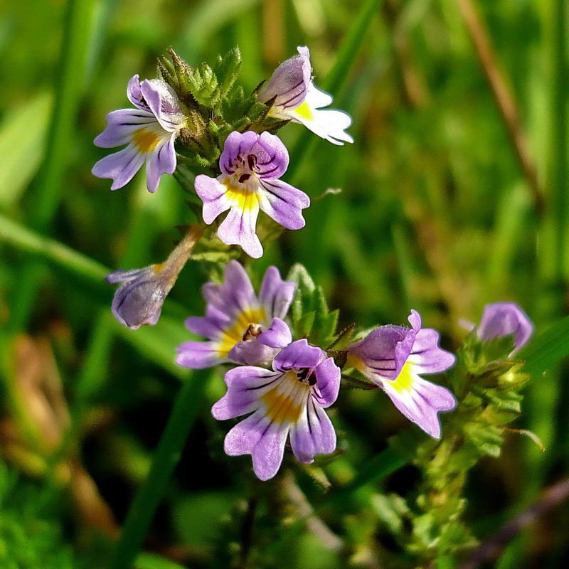 Изображение особи Euphrasia officinalis.