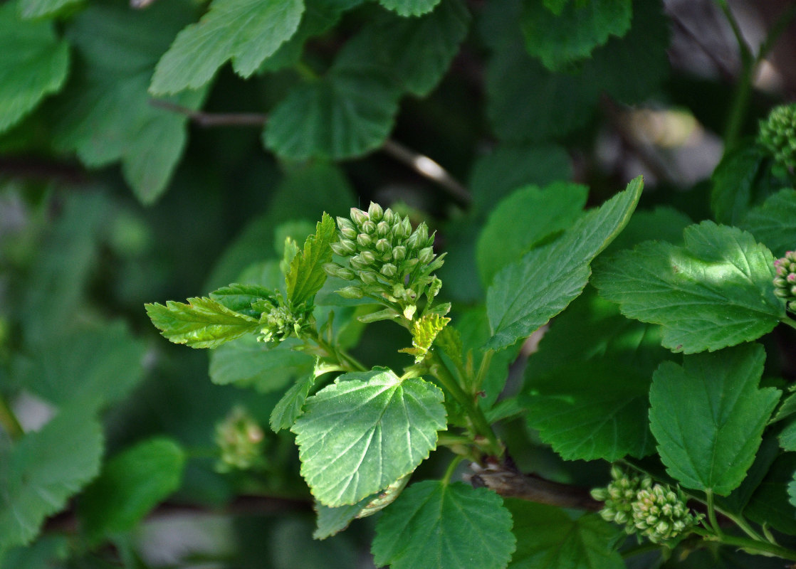 Image of Physocarpus opulifolius specimen.