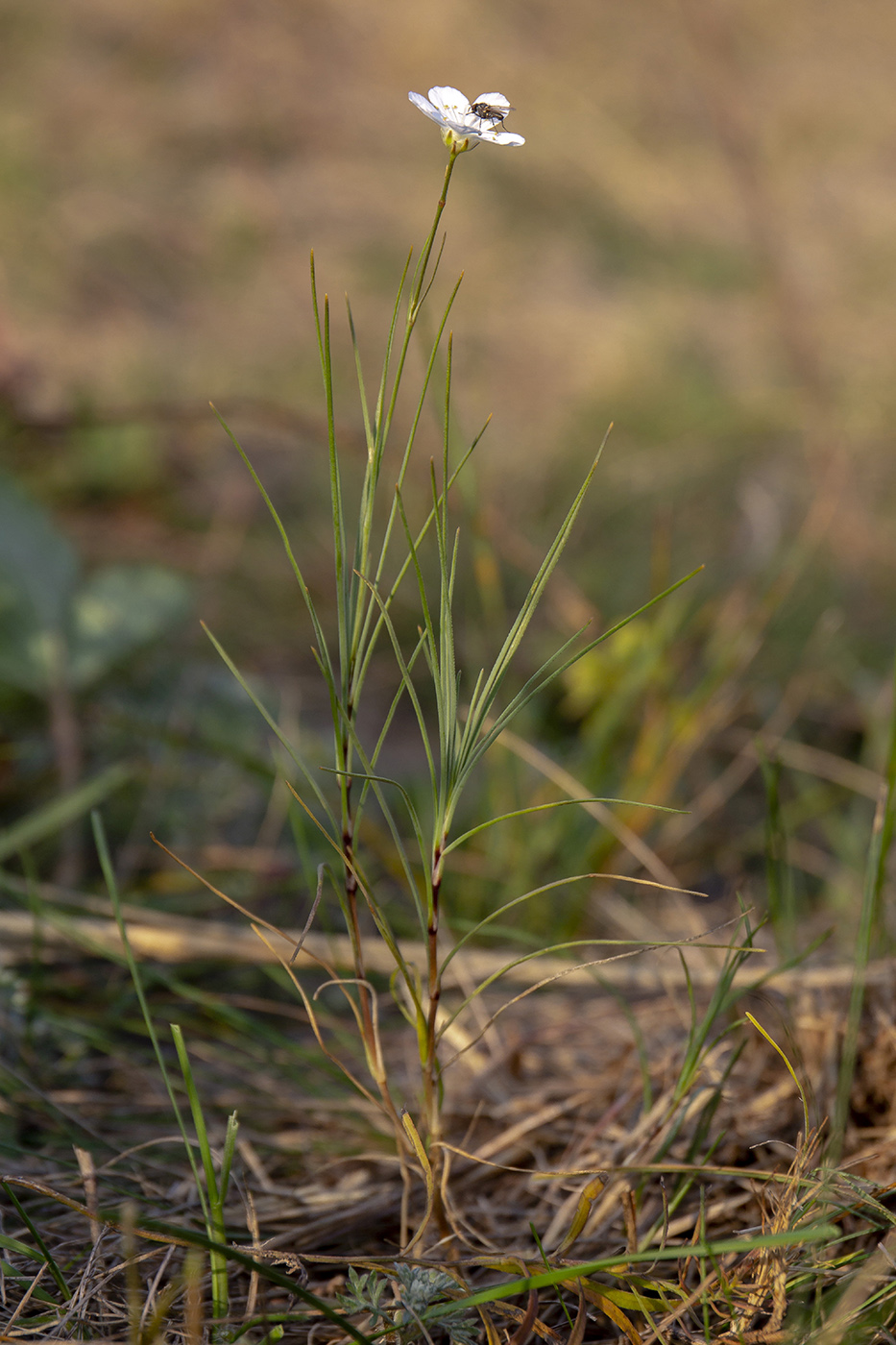 Image of Eremogone koriniana specimen.