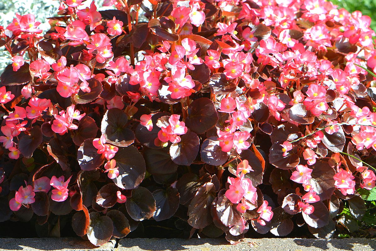 Изображение особи Begonia cucullata.