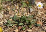 Bellis sylvestris