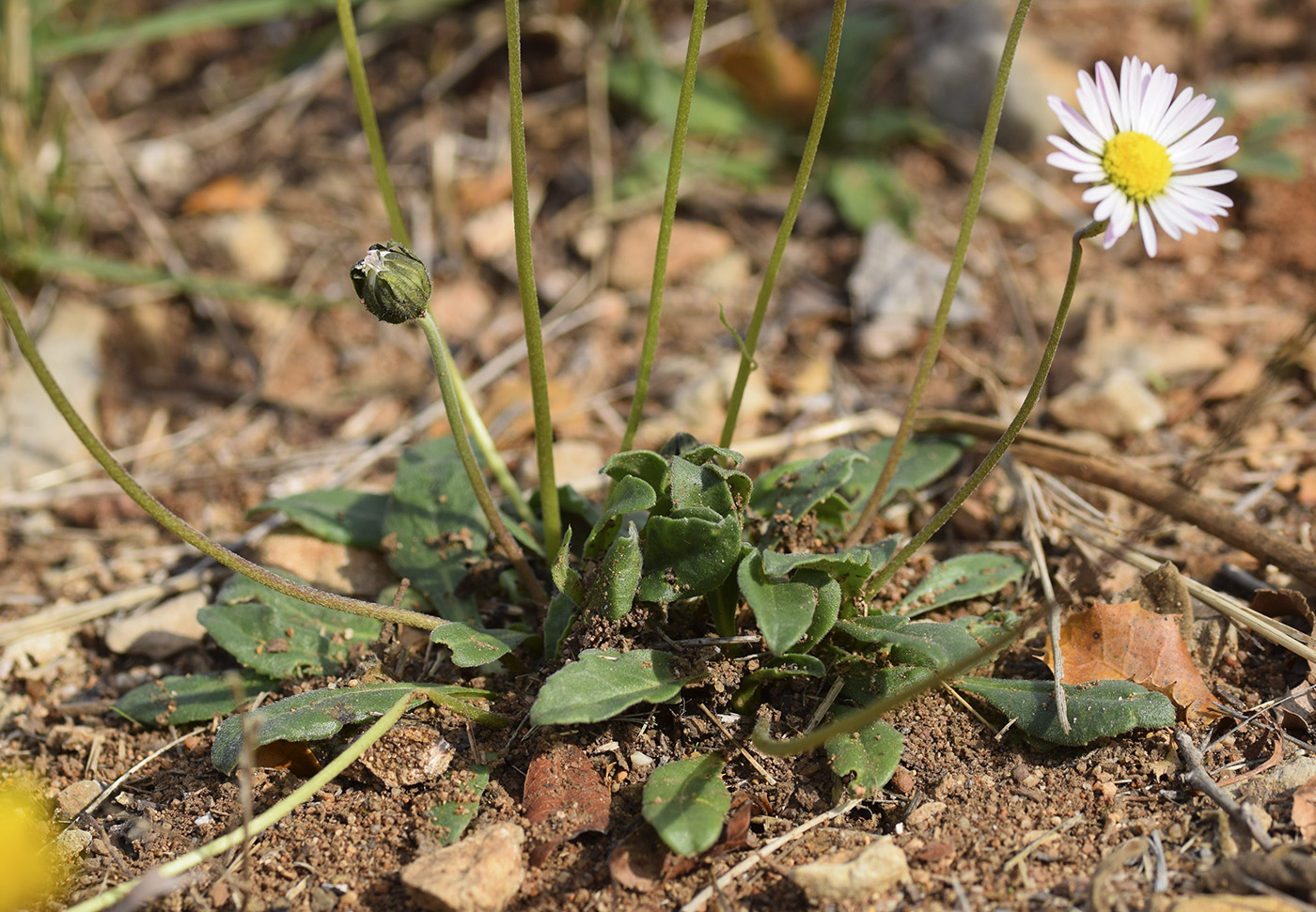 Изображение особи Bellis sylvestris.