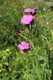 Dianthus seguieri subspecies glaber. Верхушки побегов с соцветиями. Финляндия, Хельсинки, ботанический сад \"Kaisaniemi\", в культуре. 2 августа 2010 г.