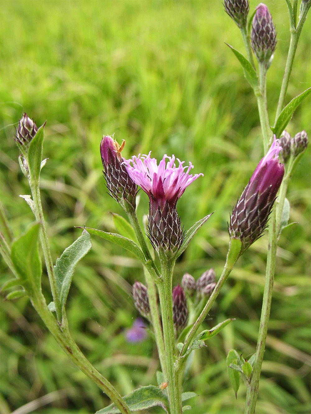 Image of Serratula tinctoria specimen.