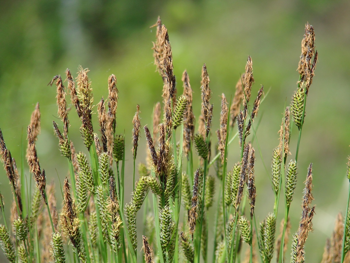 Изображение особи Carex cespitosa.