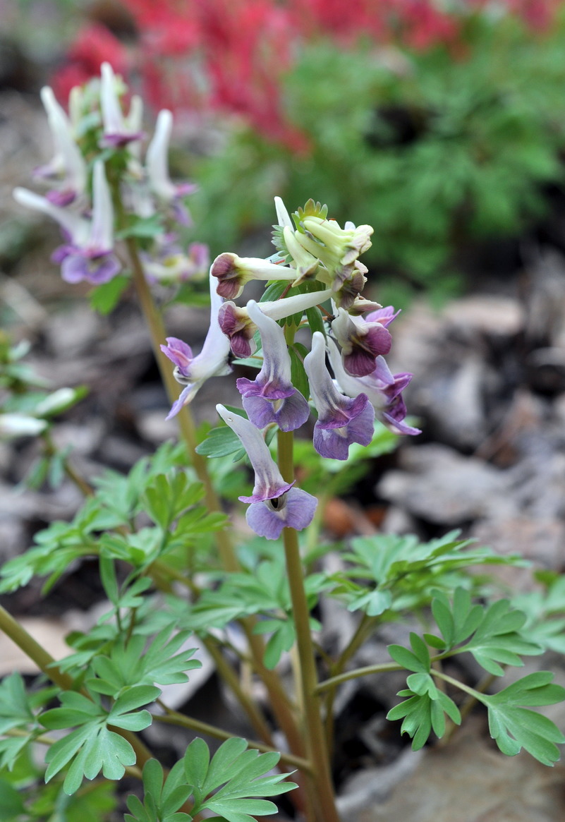 Image of Corydalis &times; allenii specimen.