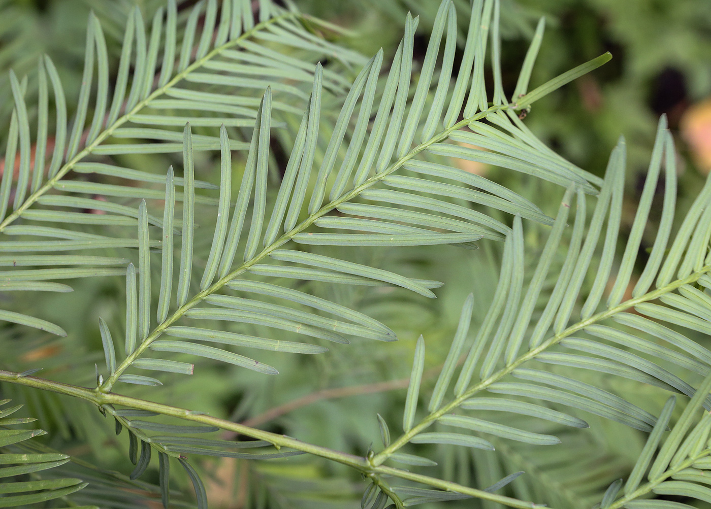 Изображение особи Metasequoia glyptostroboides.