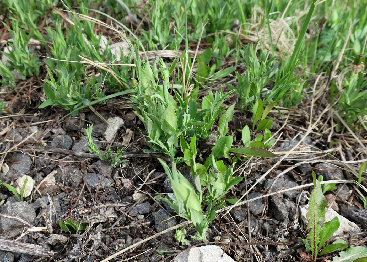 Image of Lathyrus pratensis specimen.