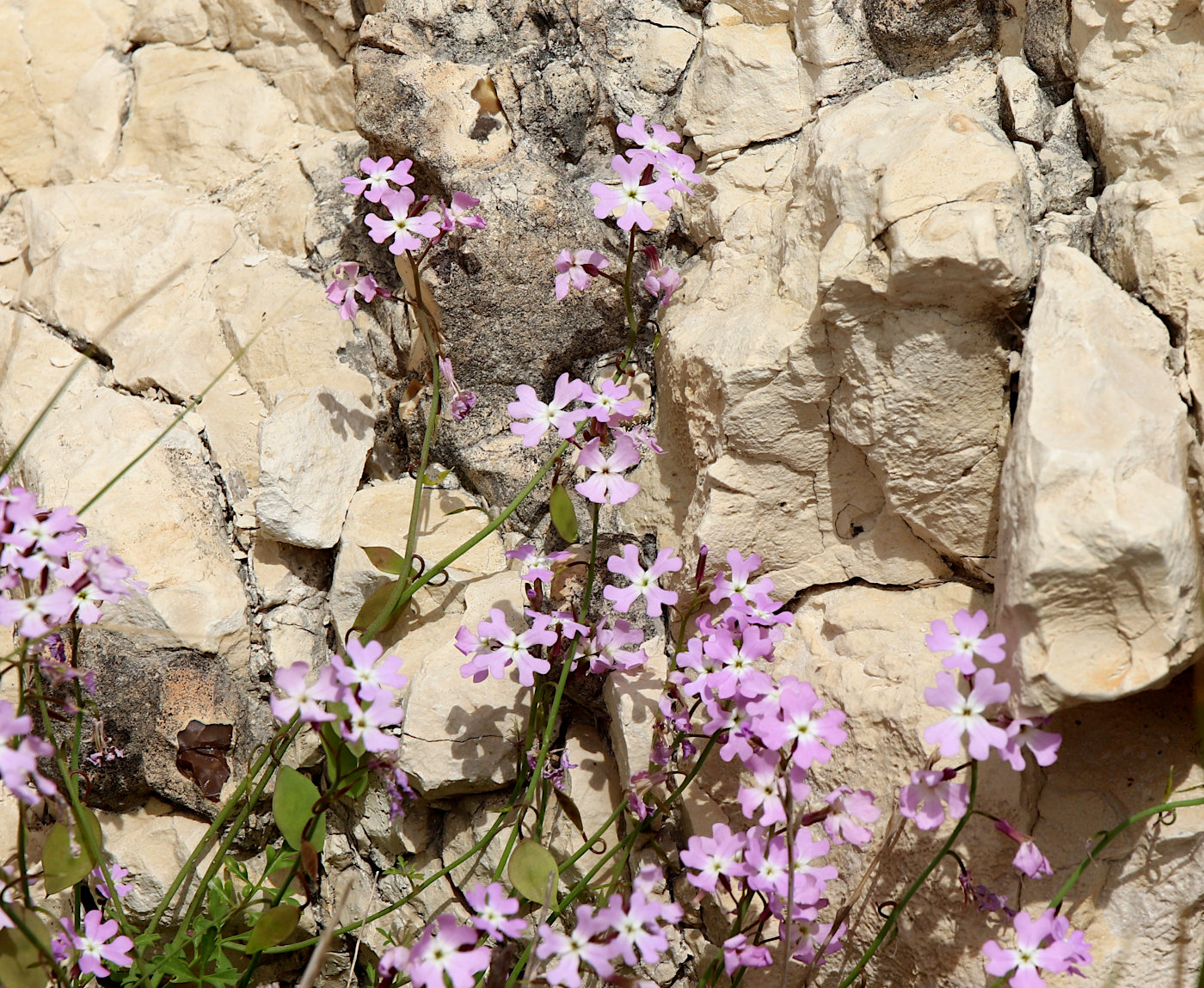 Image of Ricotia lunaria specimen.