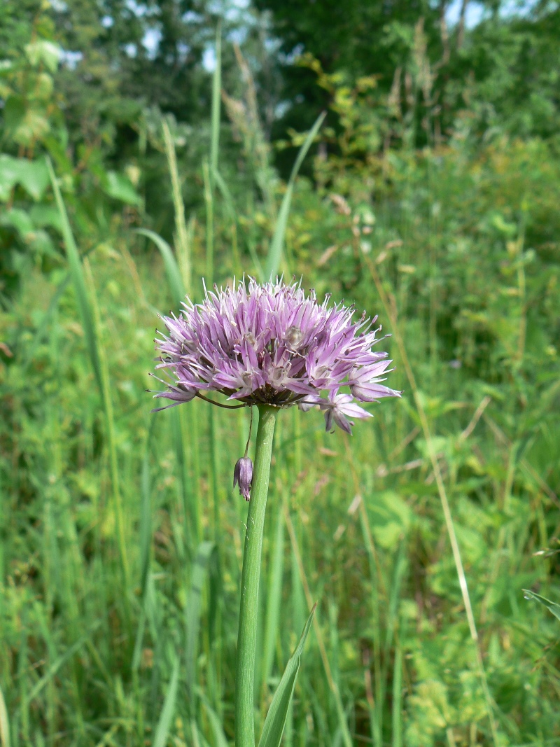 Image of Allium schoenoprasum specimen.