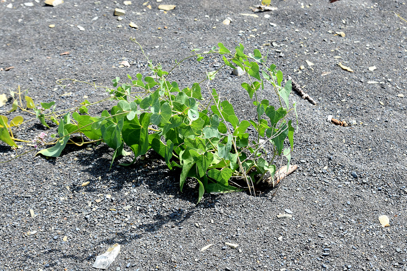 Image of Cynanchum acutum specimen.