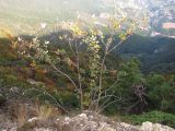 Sorbus taurica. Плодоносящее растение. Крым, Ай-Петринская яйла. 25 сентября 2010 г.