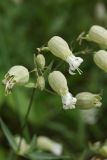 Oberna littoralis. Цветки и незрелый плод (слева). Ленинградская обл., Ломоносовский р-н, окр. дер. Кандикюля, берег Финского залива, псаммофильный злаковый луг у опушки леса. 19.07.2020.