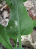 Brassica campestris