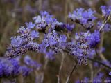 genus Limonium