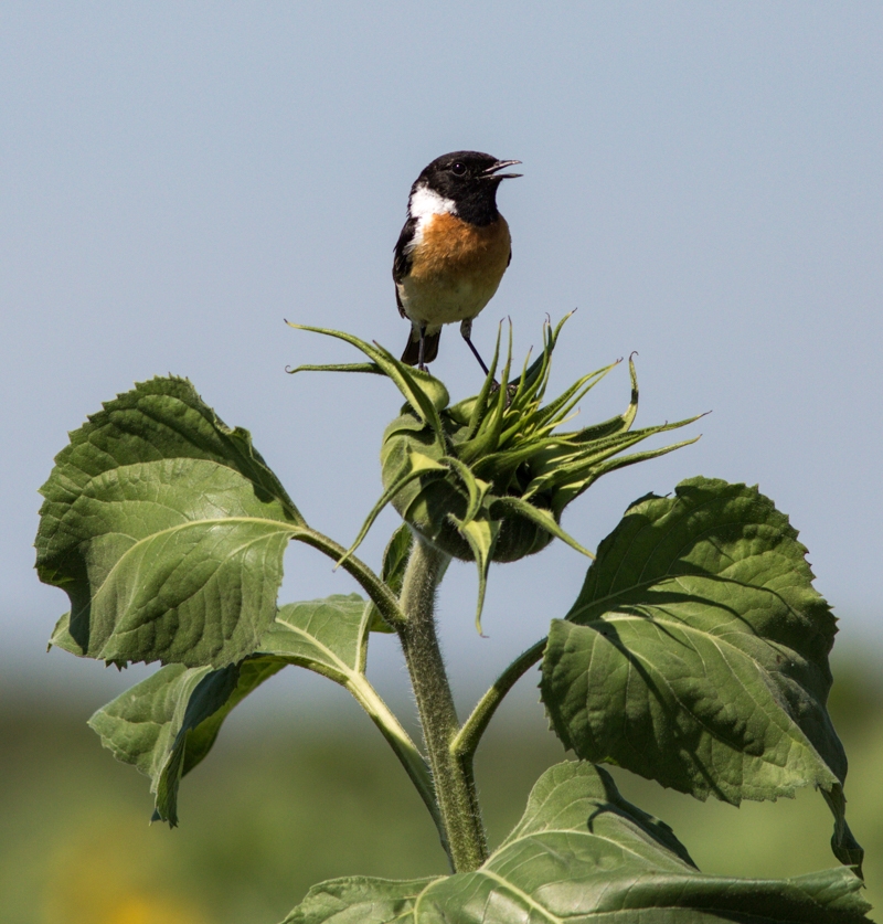 Image of Helianthus annuus specimen.