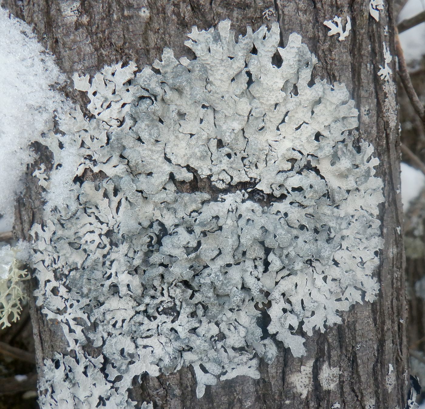 Изображение особи Parmelia sulcata.