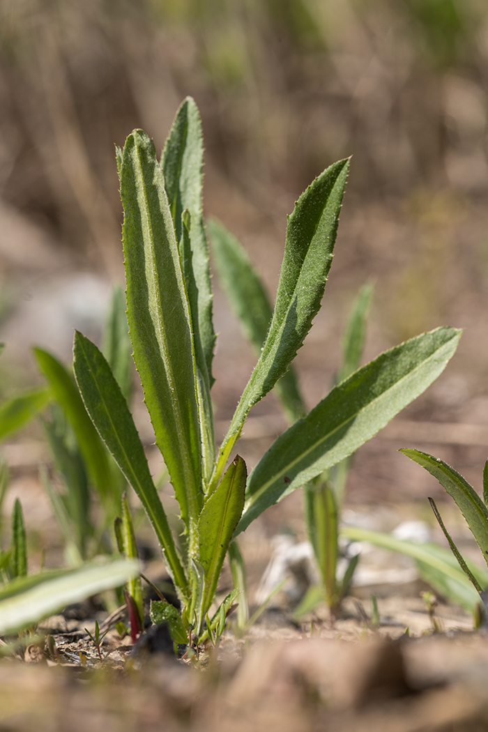 Изображение особи Cirsium arvense.