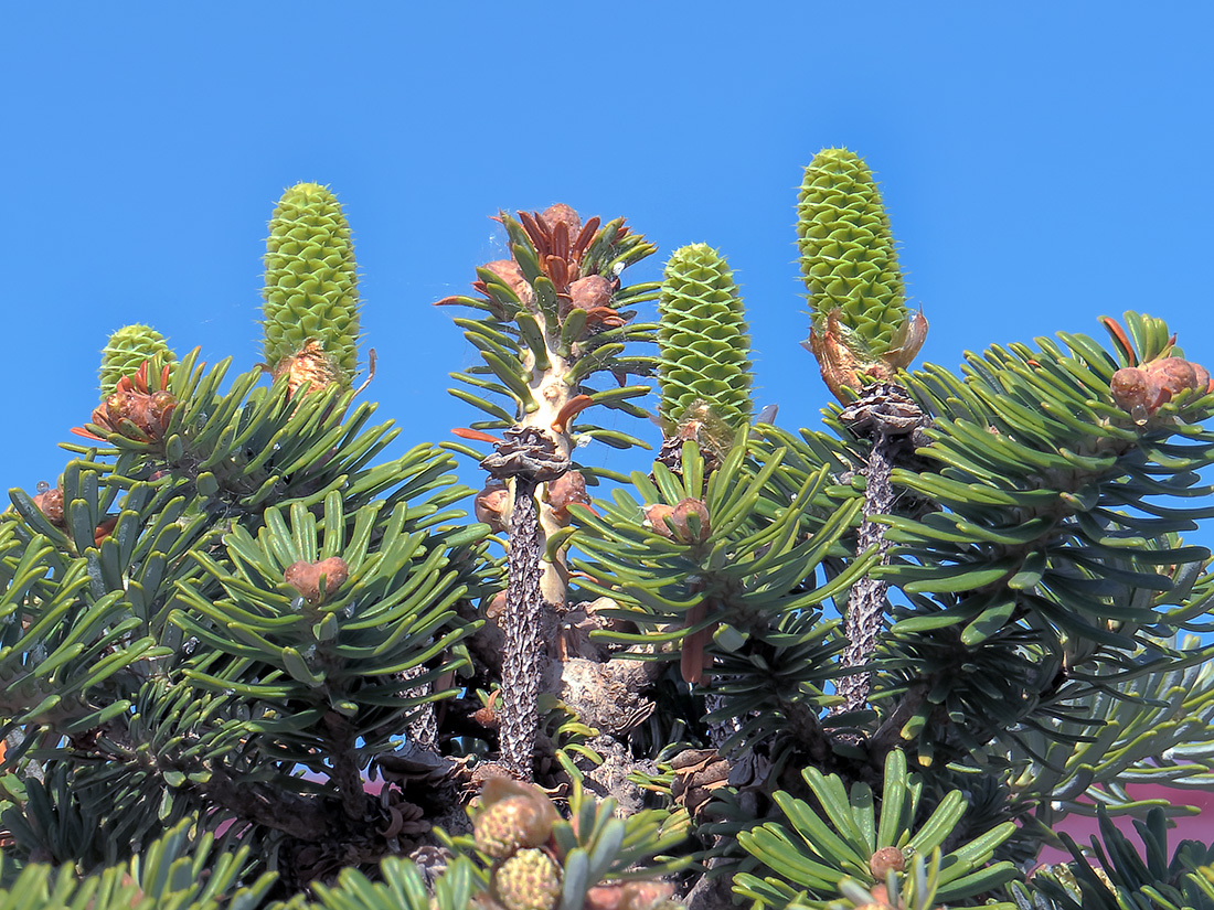 Image of Abies koreana specimen.