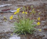 Taraxacum officinale