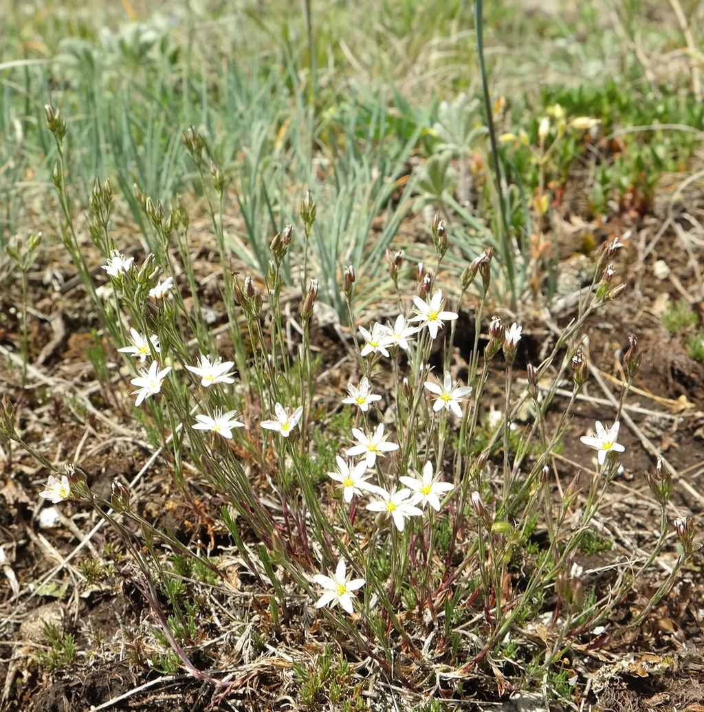 Image of Minuartia euxina specimen.