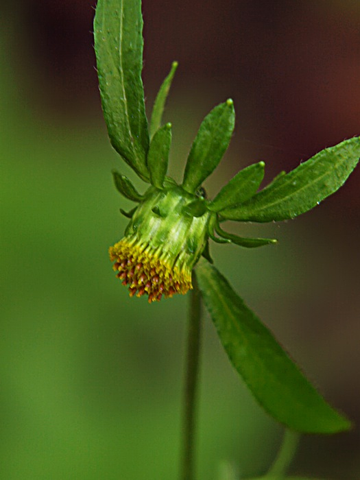 Image of Carpesium triste specimen.