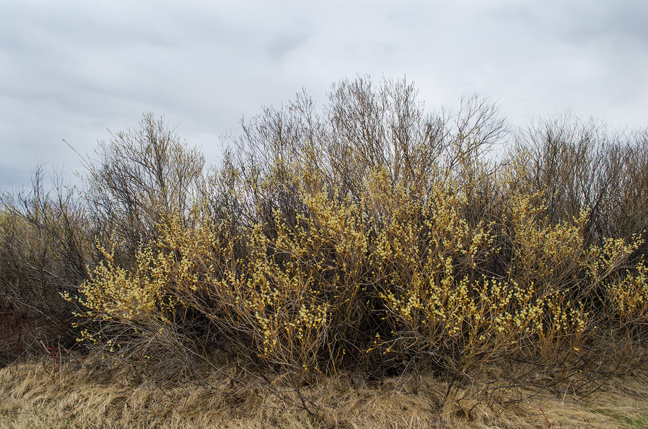 Image of Salix vinogradovii specimen.