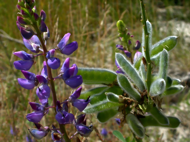 Image of Lupinus × regalis specimen.