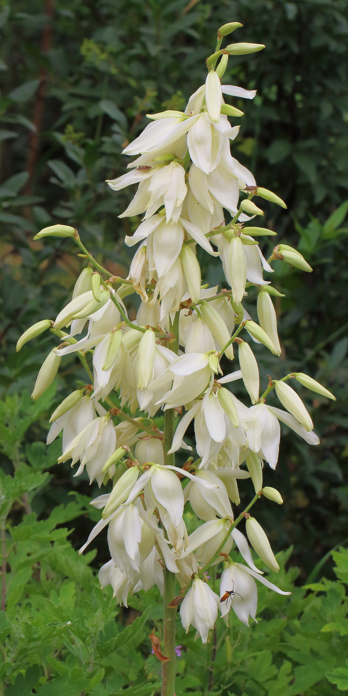 Image of Yucca filamentosa specimen.