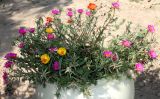 Portulaca grandiflora. Цветущие растения. Казахстан, г. Актау, в вазоне. 22 июня 2021 г.