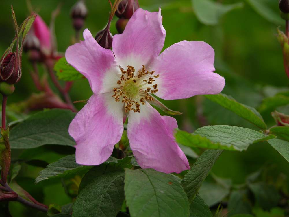 Изображение особи Rosa amblyotis.