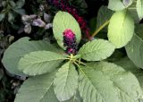Phytolacca acinosa