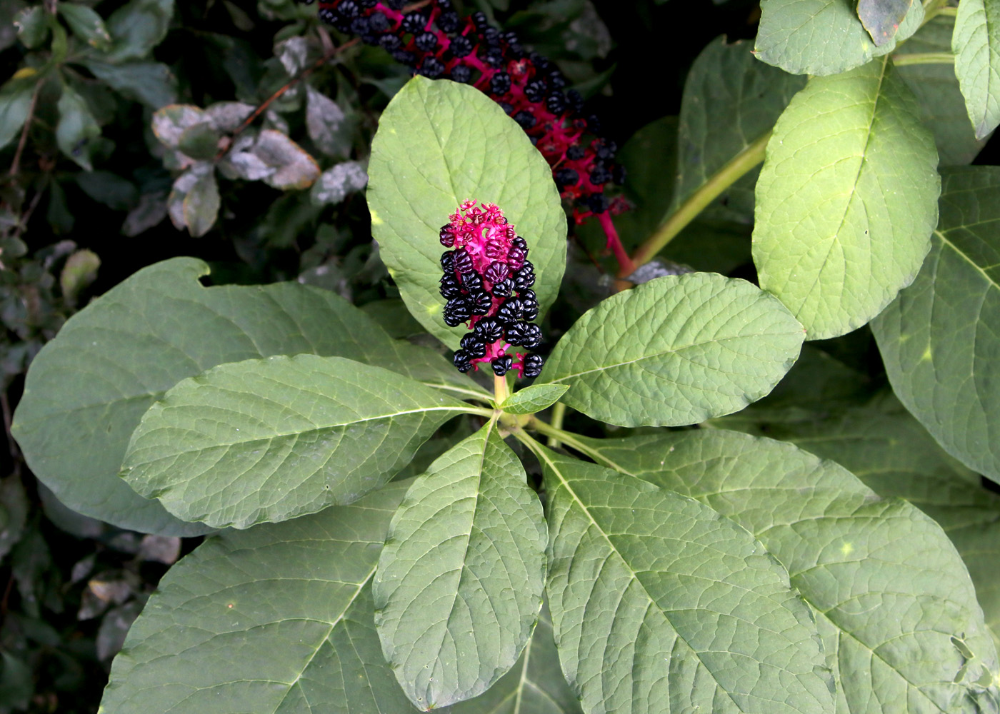 Image of Phytolacca acinosa specimen.