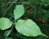 Magnolia × soulangeana. Листья на верхушке побега. Абхазия, г. Сухум, Сухумский ботанический сад, в культуре. Июль 2021 г.