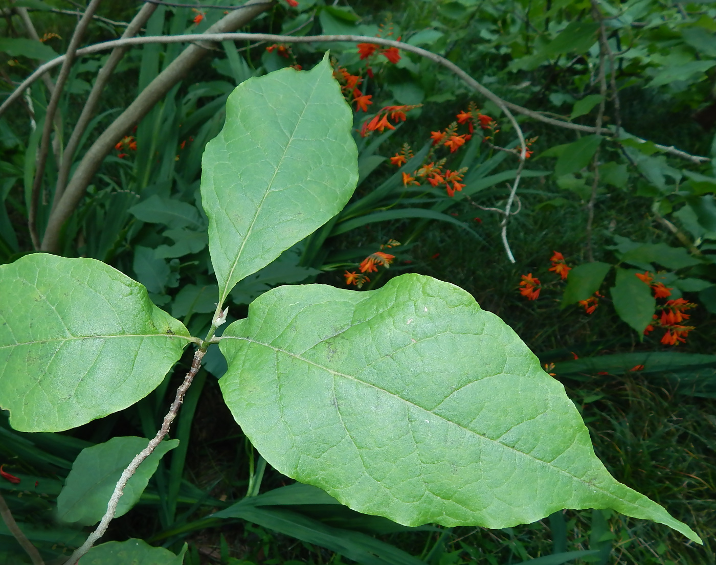 Image of Magnolia &times; soulangeana specimen.