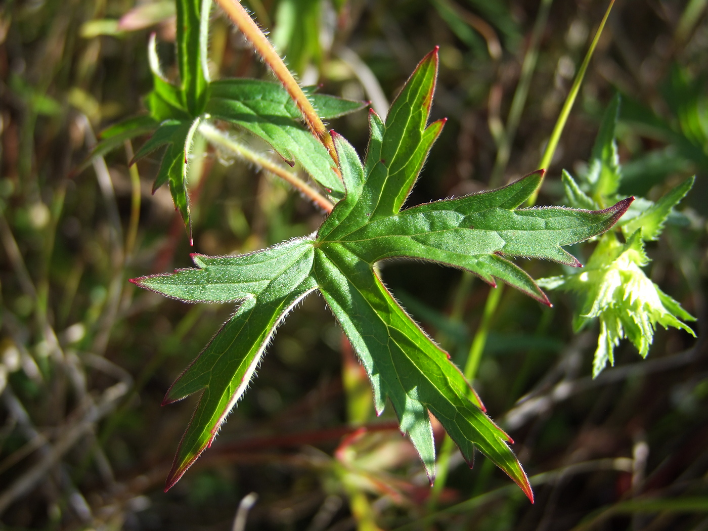 Изображение особи Geranium wlassovianum.