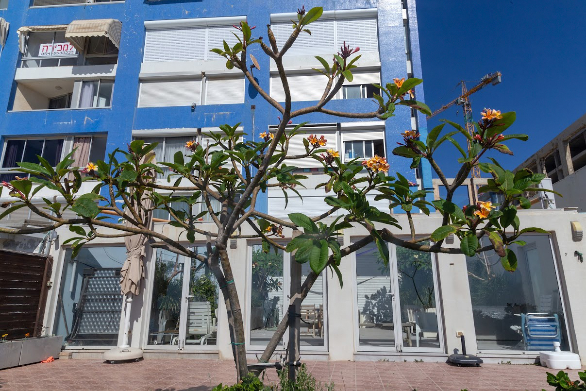 Image of Plumeria rubra specimen.