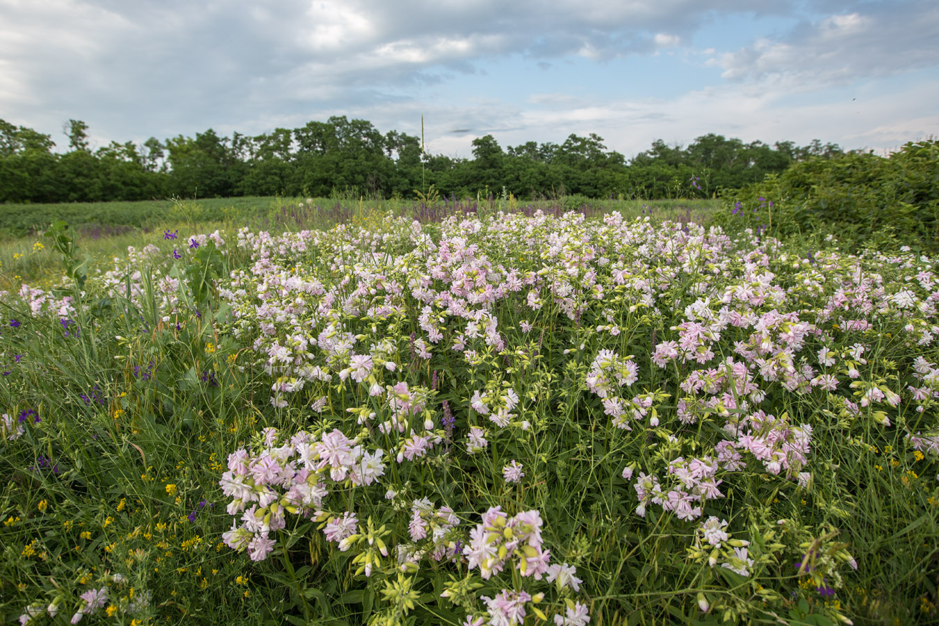 Image of Saponaria officinalis f. pleniflora specimen.