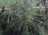 Pinus ponderosa