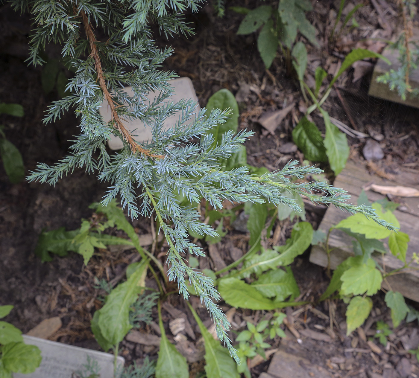 Image of Juniperus squamata specimen.